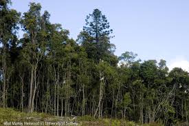 Image result for Araucaria cunninghamii