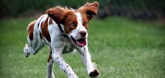 Watching other dogs and people do fun things is frustrating to your dog. Killer Dogs Predation And Predatory Aggression In Pets Dr Sophia Yin