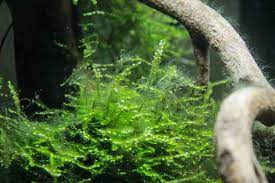 As per its name, it grows in very thick, bushy clumps that are usually black or grey in color (but sometimes reddish or brownish). Hair Algae Causes And How To Get Rid Of Them The Aquarium Guide