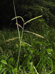 Image result for Urochloa brizantha