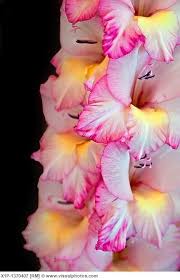 Gladiolus Flower Theflowerexpert Gladiolus Flower Gladiolus Beautiful Flowers Pictures