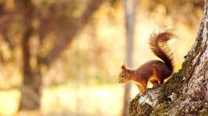 Bruine Eekhoorn In Een Boom Achtergrond Wallpapers Dieren Behang Wilde Dieren Huisdier Vogel
