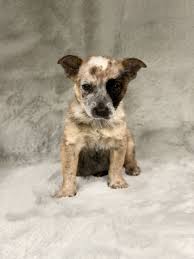 Need to know what time metropcs in massapequa opens or closes, or whether. Heeler Poodle Luxury Puppies
