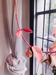 This adds white and pink lines to the classic hoya plant as well as stems of bright pink. The Hot Pink Colouring On The Newest Two Leaves On This Vine Of Hoya Carnosa Rubra Is Unreal Houseplants