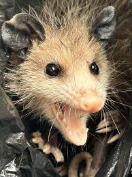 Meet Sharon! : r/Opossums