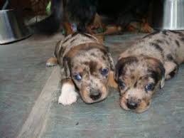 We breed all coat types, patterns, and colors. Dachshund Puppies In Texas
