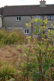 Prostrate knotweed is one of the hardest weeds to control due to its extensive tap root under the soil's surface. How To Kill Japanese Knotweed The Japanese Knotweed Company