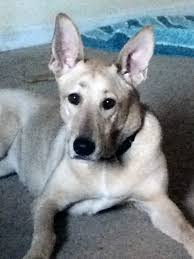 Is based in dayton, ohio and we work with other groups & shelters in ohio. White German Shepherd Whippet Greyhound Mix Dog For Adoption In Painesville Ohio Adopt Marley