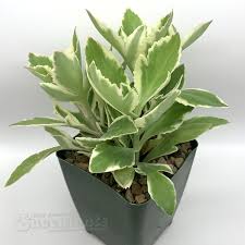 Image result for Alchornea laxiflora