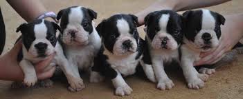 Males and females available at this time. Ellenni Danes Welcome To Ellenni Great Danes Boston Terriers