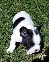 For sale, registered french bulldog puppies. French Bulldog Pups For Sale For Sale In Bli Bli Queensland Classified Australialisted Com