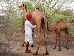 Any gender female male male & female. How Can We Make The Livestock Sector More Resilient Www Rural21 Com