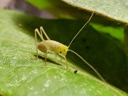 namatubis-hunting-safari.com