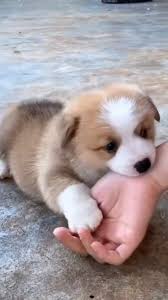 Daten-shi @Bastardo5in - Twitter Profile | TwStalker