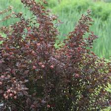 Plentiful white blossoms in early summer, becoming red as summer ends. Physocarpus Opulifolius Ginger Wine Ginger Wine Ninebark From Prides Corner Farms