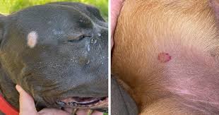 How to Get Rid of Ringworms in Dogs | Bored Panda