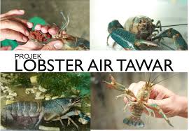 We did not find results for: 2021 Kursus Penternakan Lobster Air Tawar Lat M Niaga