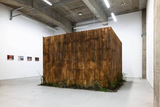 STANDING PINE