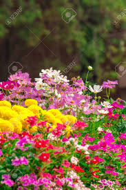 Jardim De Flores Paisagístico Com Muitas Flores Coloridas. Foto Royalty  Free, Gravuras, Imagens e Banco de fotografias. Image 54550329