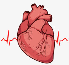 Maybe you would like to learn more about one of these? Real Heart Drawing Easy Free Transparent Png Download Pngkey