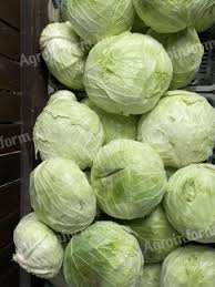 Image result for hlávková kapusta