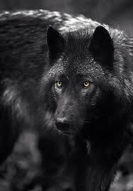 Check spelling or type a new query. Wolf Iphone X Wallpaper 4k Images Slike