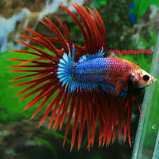 Red Mascot Pattern Thick Rays Betta Betta Fish Beautiful Fish