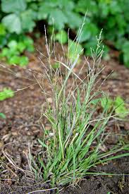 Image result for Eragrostis macrochlamys