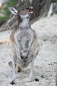 Western Grey Kangaroo Western Grey Kangaroo Australian Native Animals Kangaroo