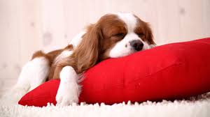 Looking for the best wallpapers? 50 Free Hd Dog Wallpapers