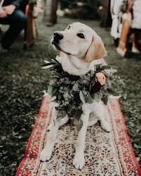 Dogs Wedding Photo Ideas Dogs Weddingdogs Weddingphotos Weddingphotography Weddingideas Wedding Wedding Pets Dog Wedding Photos Sage Green Wedding Colors