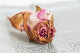 I'm continuing my sentimental journey by drying rose petals i harvested at my mama's house today. Peter Krask Taught Us How To Make Dead Flowers For Halloween Garden Collage Magazine