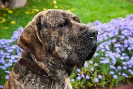 Muitas delas foram criadas na busca por cachorros que correspondessem a características físicas específicas e com uma personalidade adequada à função que deveriam desempenhar. Fila Brasileiro Conheca Tudo Sobre A Raca Doghero