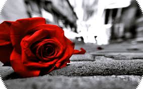 Find aesthetic flower wallpapers hd for desktop computer. Best Sad Rose Wallpaper Free Download Pin Posters