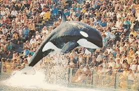 Shortly after being captured, bubbles began to pour out of the harpoon wound. Category Shamu Orca Pod Wiki Fandom