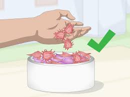 More than 300 species of plants go by the name hibiscus, but only roselles (hibiscus sabdariffa var. 3 Ways To Dry A Hibiscus Flower Wikihow