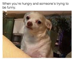 32 Memes You Ll Laugh At If You Re In A Relationship With Food Funny Animal Memes Funny Memes Funny Pictures