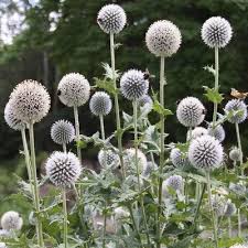 Image result for Eriocephalus microphyllus