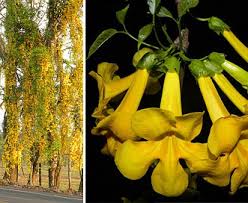 Image result for Dolichandra unguis-cati