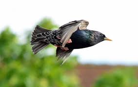 Check spelling or type a new query. Der Vogel Des Jahres 2018 Ist Der Star Naturpark Schwarzwald Mitte Nord