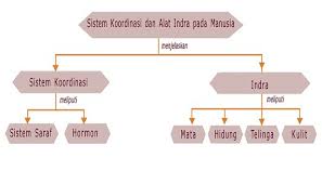 Sistem saraf adalah salah satu evolusi sistem saraf yang kompleks telah memungkinkan untuk berbagai spesies hewan mempunyai kemampuan persepsi maju seperti visi, interaksi sosial yang kompleks. Struktur Dan Fungsi Sistem Koordinasi Pada Manusia