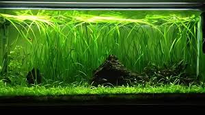 Image result for Vallisneria spiralis