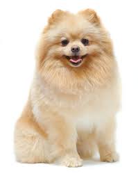 Pomeranian Pomeranian Dik Kulaklari Ve Sivri Burnu Ile Kucuk Ve Tuylu Bir Kopektir Pomeranian Bazilari Tilkiye Bazilari Ise Oyu Kopek Turleri Kopek Pomeranya