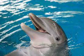 (the other cetacean suborder is mysticeti, the baleen whales.) It S Time To Give Back To Dolphins Dolphin Project