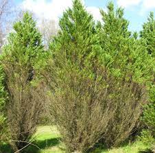 Here is some detailed information on bald cypress trees. Leyland Cypress Diseases Insects Related Pests Home Garden Information Center