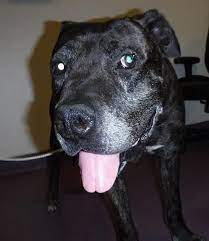 Petharbor Com Animal Shelter Adopt A Pet Dogs Cats Puppies Kittens Humane Society Spca Lost Found Animal Shelter Humane Society Kittens