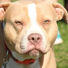 American dog breeders association american pit bull terrier color chart for color identification of adba registered dogs. Pitbull Colors Rare Uncommon Colors Of Pitbulls