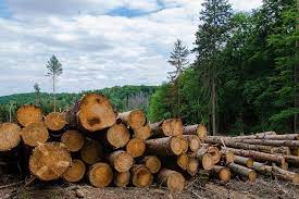 Y esta actividad está haciendo cambios verdaderamente. Deforestacion Causas Consecuencias Y Medidas Para Reducir Los Danos