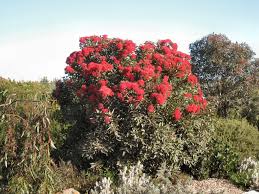 The name coral tree is somewhat red is by far the most common colors though some species have pink, orange, white, green, yellow. Top Ten Large Australian Trees Gardening With Angus