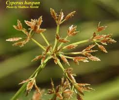 Image result for Cyperus haspan